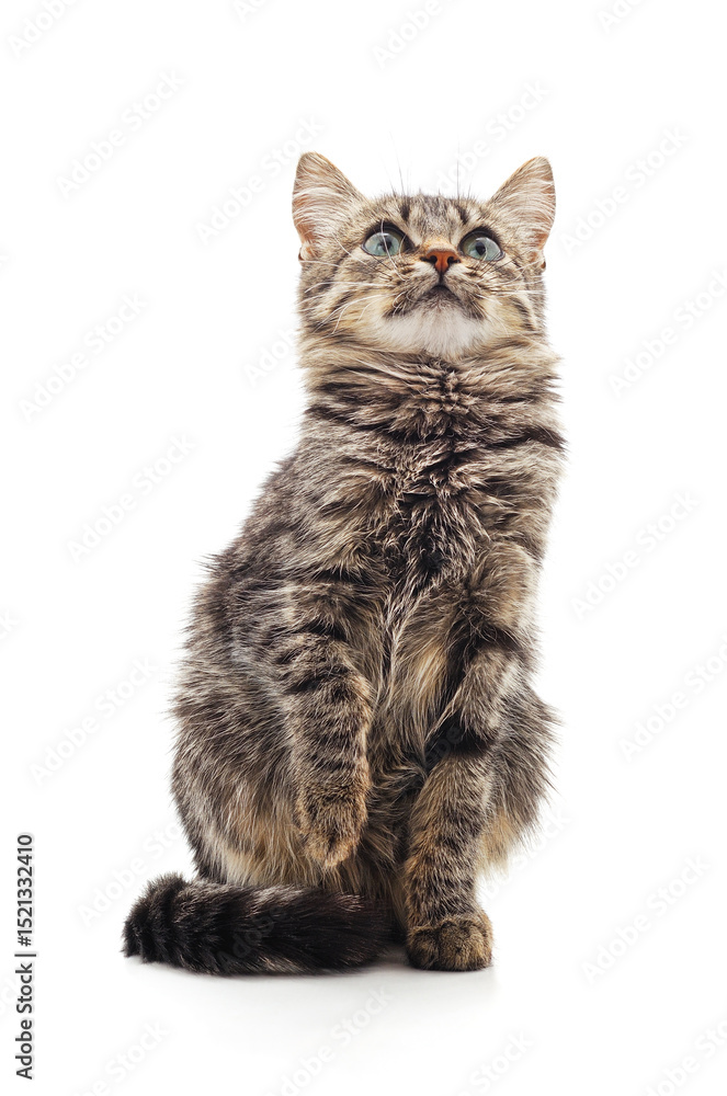 Fototapeta premium Gray cat looking up.