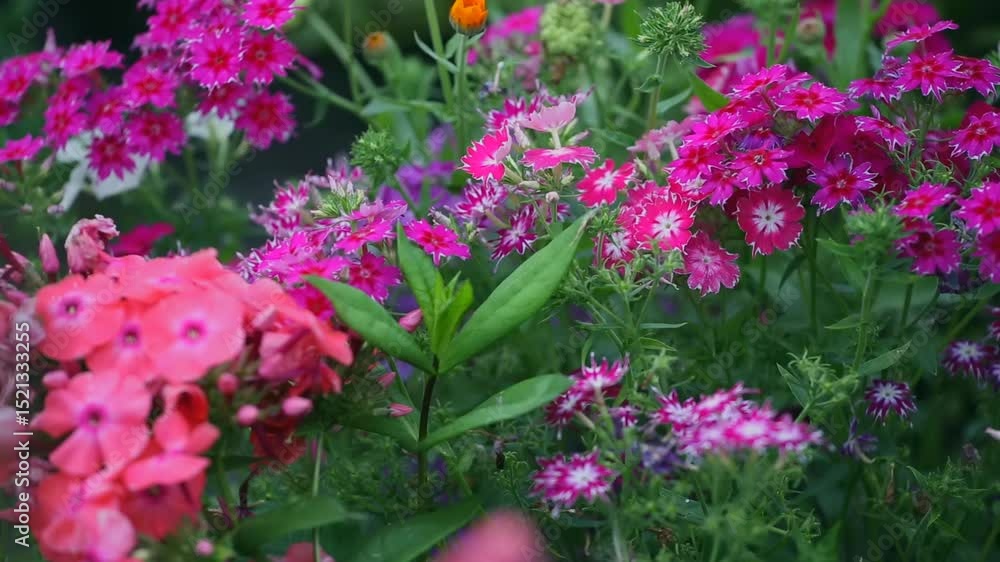 A colorful display of flowers in a summer garden, featuring shades of pink and purple with lush greenery surrounding the blooms. A colorful display of flowers in a summer garden, featuring shades of pink and purple with lush greenery surrounding the blooms.