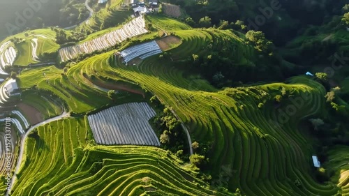 Wallpaper Mural Aerial View Of Terraced Fields In Hills Torontodigital.ca