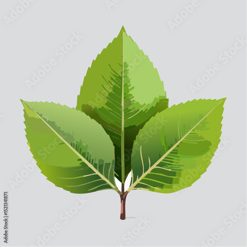 green leaf vector