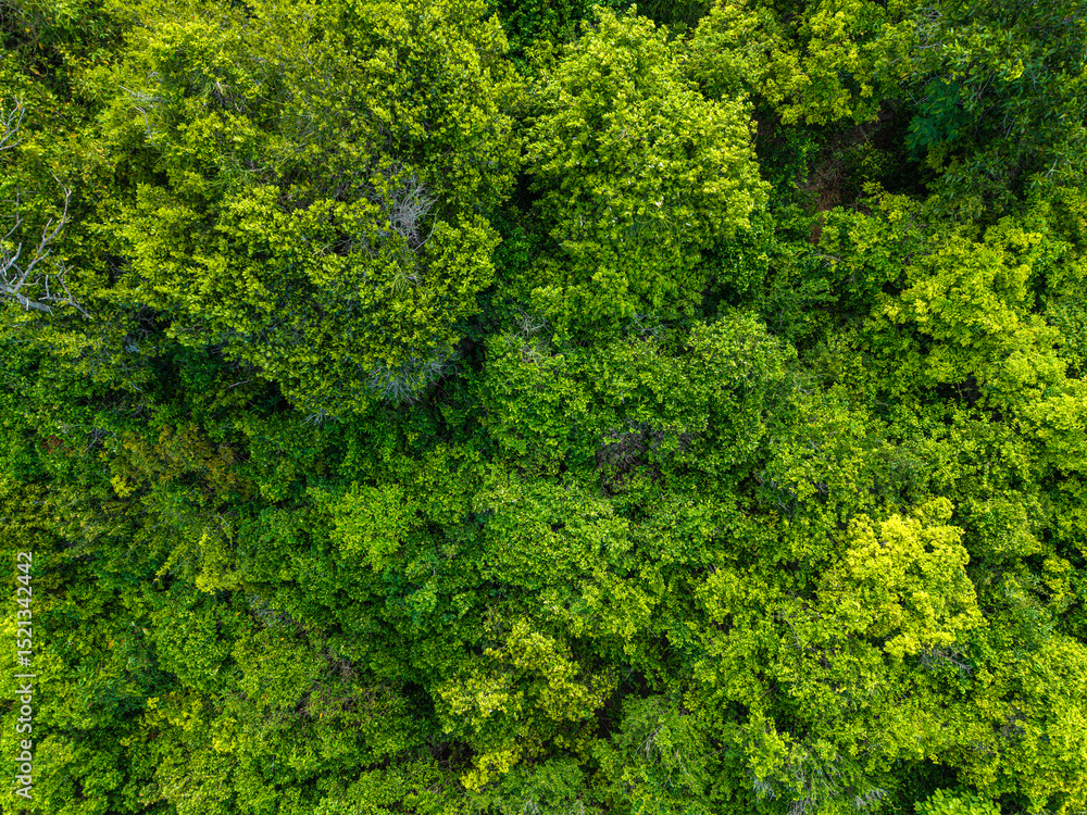 Naklejka premium Aerial view tropical rainforest on sea island