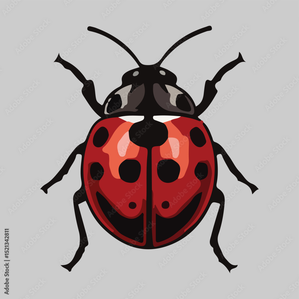 Fototapeta premium Ladybug Illustration