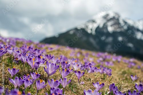 Dolina Chocholowska with blossoming purple crocuses or saffron flowers,Tatra mountains, Poland.