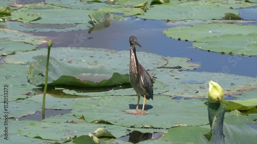 Green Heron on Water Lily Leaf in Florida Lake
