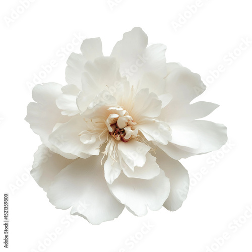 a single flower Beautiful like real and colorful 