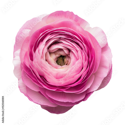 a single flower Beautiful like real and colorful 