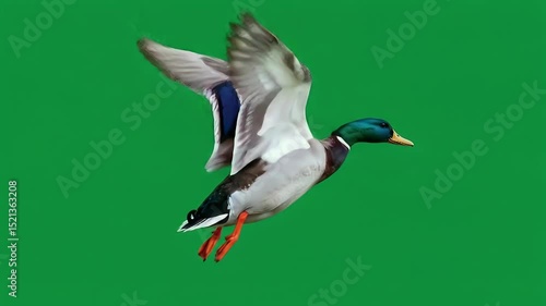 Mallard Duck in Flight: Vibrant Green Screen Backdrop