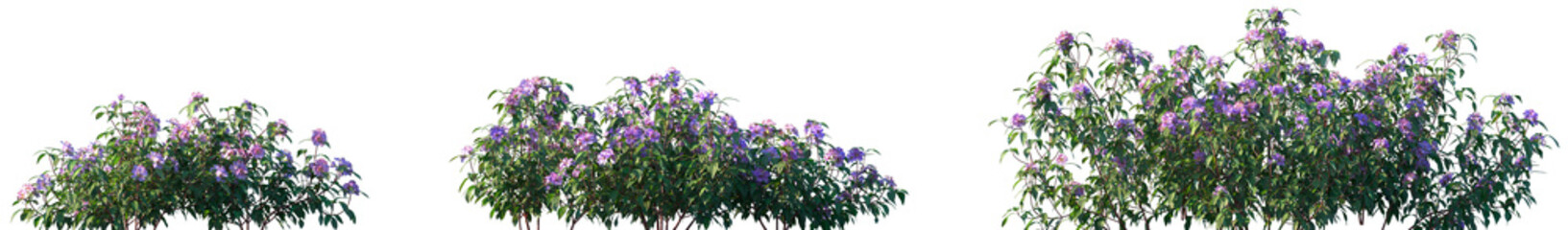 Set of Melastoma affine (blue tongue, straits rhododendron or native lassiandra) shrubs frontal isolated png on a transparent background perfectly cutout high resolution	