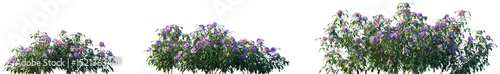 Set of Melastoma affine (blue tongue, straits rhododendron or native lassiandra) shrubs frontal isolated png on a transparent background perfectly cutout high resolution	