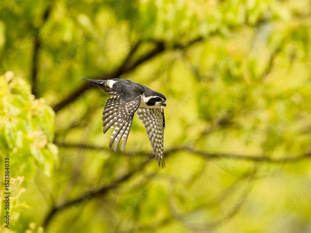 Fototapeta premium hummingbird on a branch