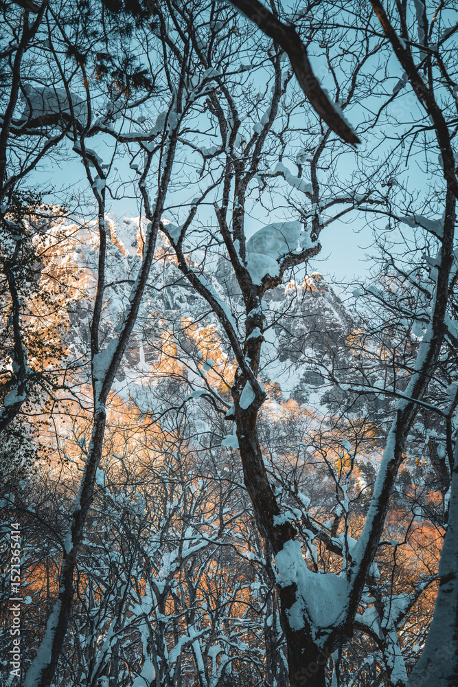 Obraz premium A majestic snow-covered cedar avenue leads to Togakushi Shrine in Nagano, Japan. Towering trees glow in golden light, evoking sacred serenity and timeless spiritual presence.