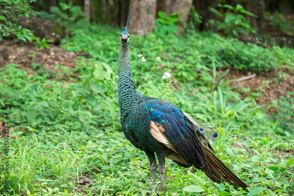 Naklejka premium Peacocks forage in the lush green forest during the rainy season
