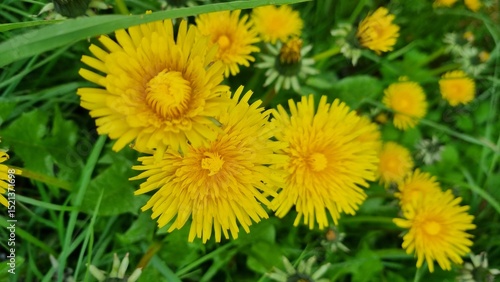 yellow dandelions on green background, yellow dandelion close-up. Dandelion blooms in the field on green grass.