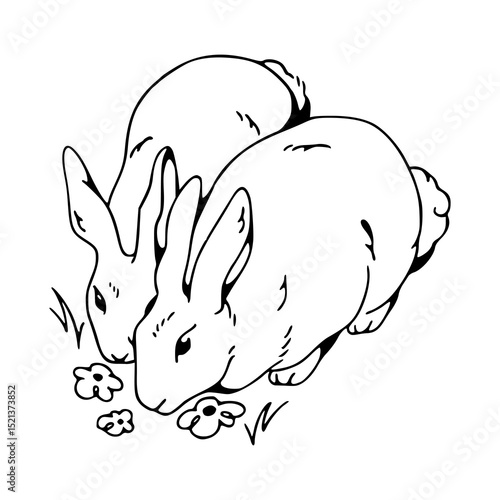 adorable hares foraging in a field sketch