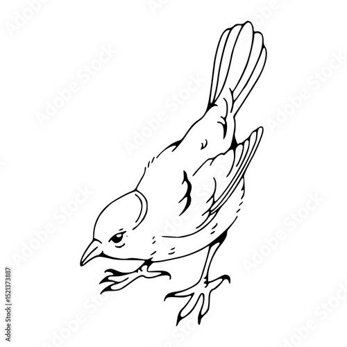 curious bird outline sketch