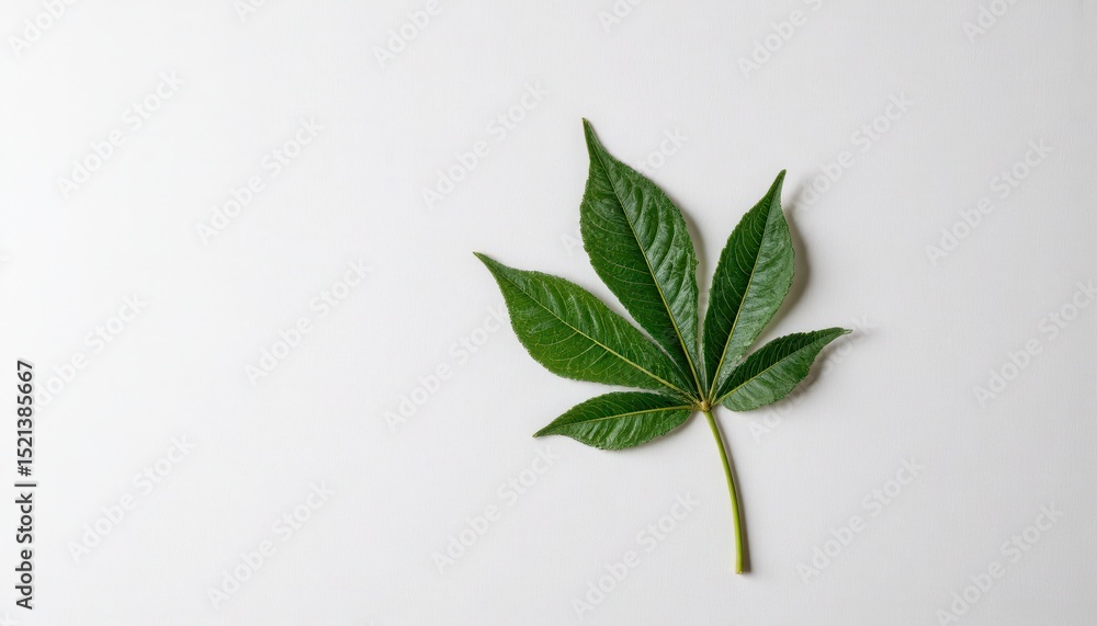 Obraz premium Cassava leaf on minimalist white background