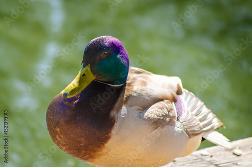 Colourful mallard duck close up