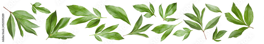 Obraz premium Green peony leaves isolated on white, set