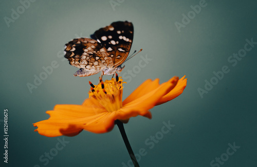 Lindas fotos tiradas no quintal de casa, com suas belas cores e natureza linda.
