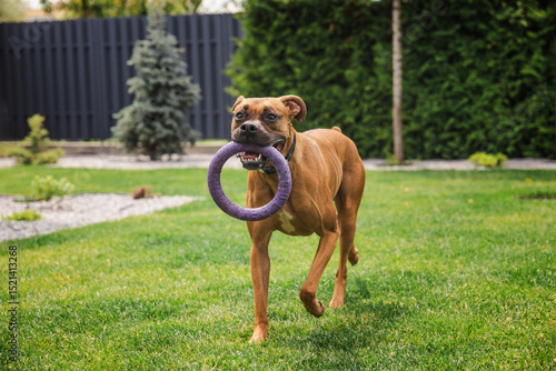 Sticker German Boxer dog running across backyard lawn with a purple ring toy in its mout