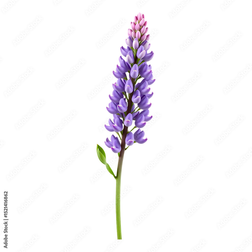 Obraz premium Detailed Realistic Lupine Flower Isolated on Transparent Background