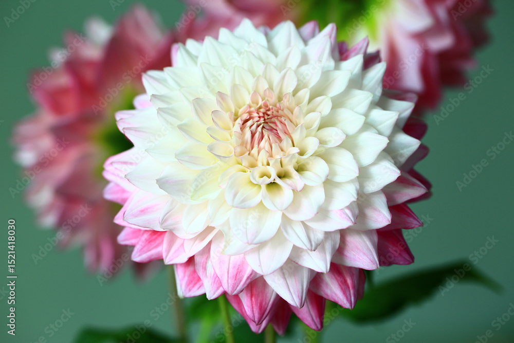 Fototapeta premium blooming colorful Dahlia flowers,close-up of white with pink Dahlia flowers blooming in the garden 