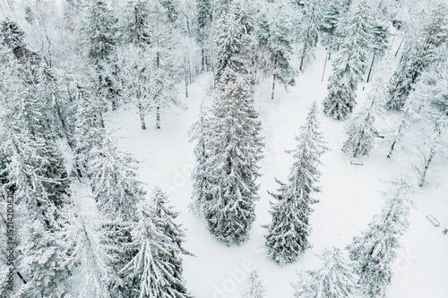 Forest in Estonia, covered with snow, aerial view. Winter seasonal landscape