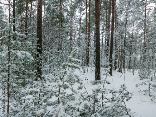 Forest in Estonia, covered with snow. Winter seasonal landscape
