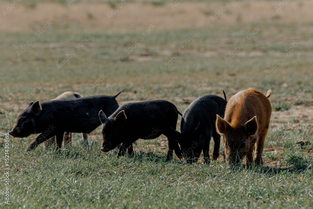 Fototapeta premium Four wild boars or pigs grazing on green grass in Kalmykia
