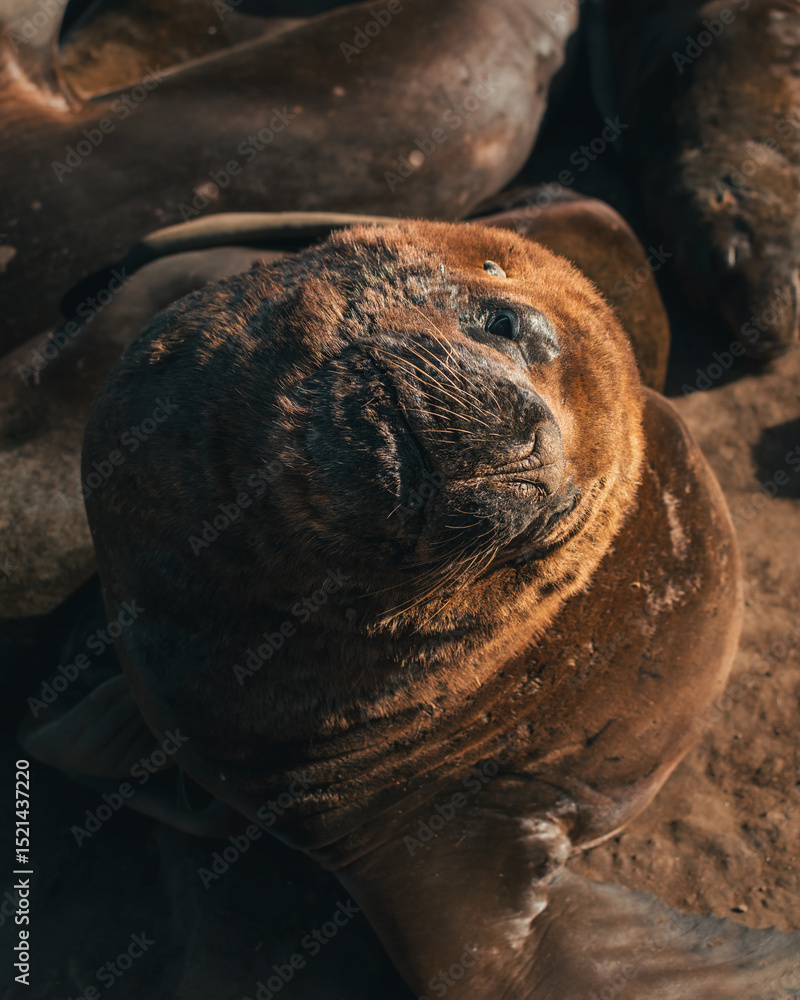 Obraz premium seal on the beach