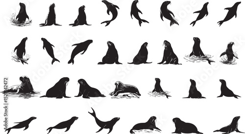 Walrus Defending Body upright with tusks visible and flippers extended in a defensive posture. full length silhouette black vector illustration
