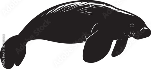 Manatee Rolling Body partially rolling, with tail and flippers extended during movement. full length silhouette black vector illustration