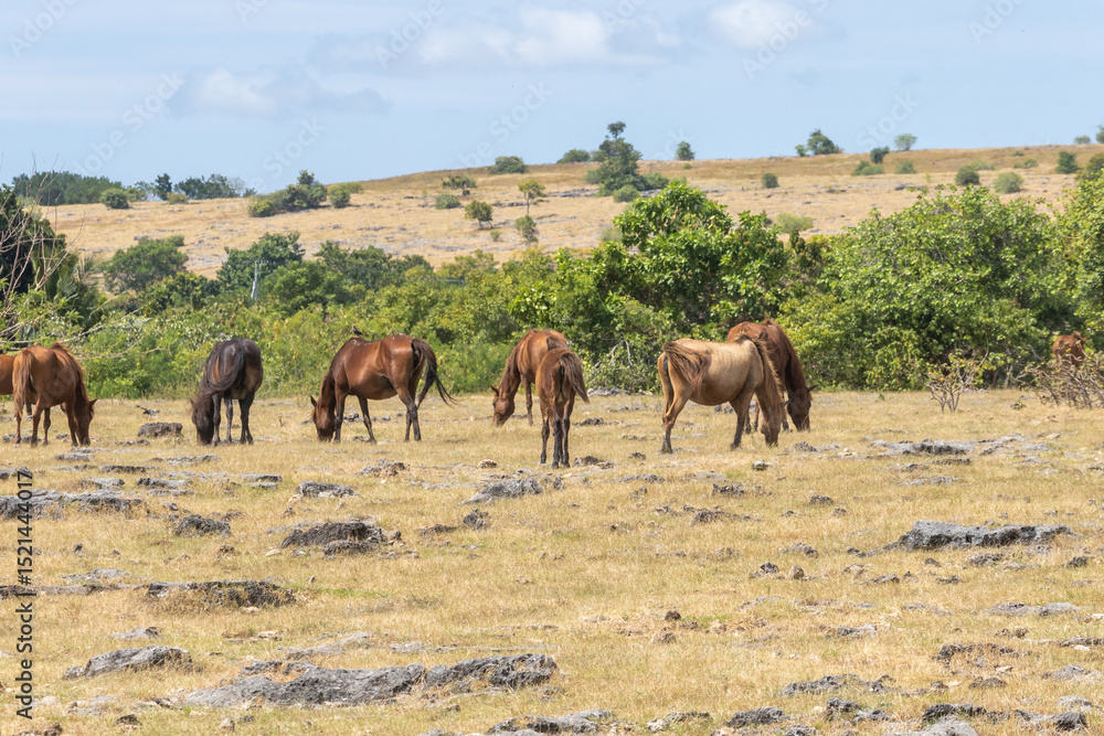 East Sumba, Indonesia – 06. 05. 2025 – The grass is starting to dry up. The scorching heat makes the Sumba horses seek shelter from the sun's burning rays East Sumba, Indonesia – 06. 05. 2025 – The grass is starting to dry up. The scorching heat makes the Sumba horses seek shelter from the sun's burning rays