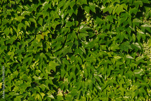Lush green leaves create a vibrant backdrop, perfect for nature-themed projects. This close-up captures the beauty of flourishing greenery in warm sunlight.