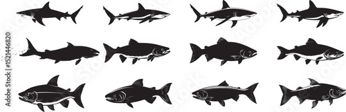Salmon Swimming Upstream Body angled with fins extended and tail pushing against the current. full length silhouette black vector illustration