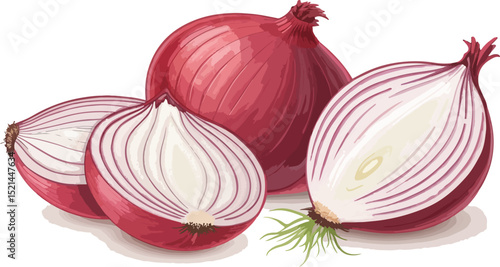 Onion on White Background vector design