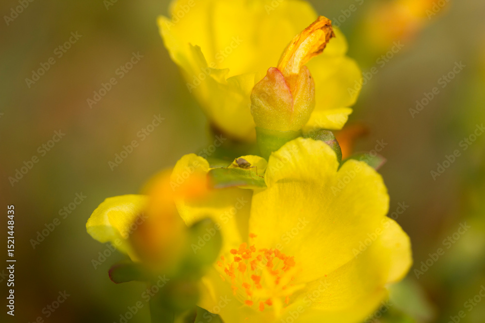 Fototapeta premium Yellow Petal Whisper. A vibrant yellow flower basking in natural sunlight, with soft petals and delicate stamens in sharp focus. Ideal for wellness, nature, and background use.