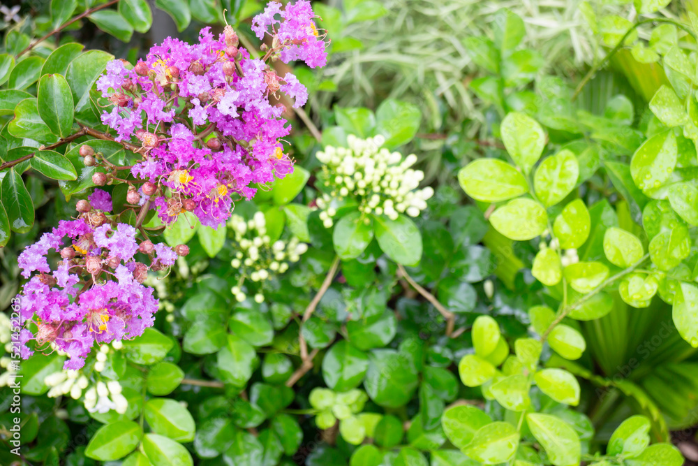 Variety of plants and flowers at flower market Variety of plants and flowers at flower market