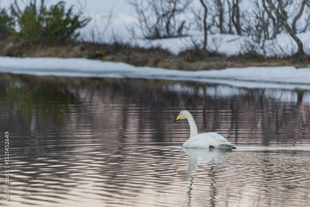Obraz premium The Whooper svan (Cygnus cygnus) 
