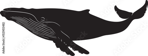 Whale Swimming Body sleek and streamlined, tail fin in motion, dorsal fin visible. full length silhouette black vector illustration