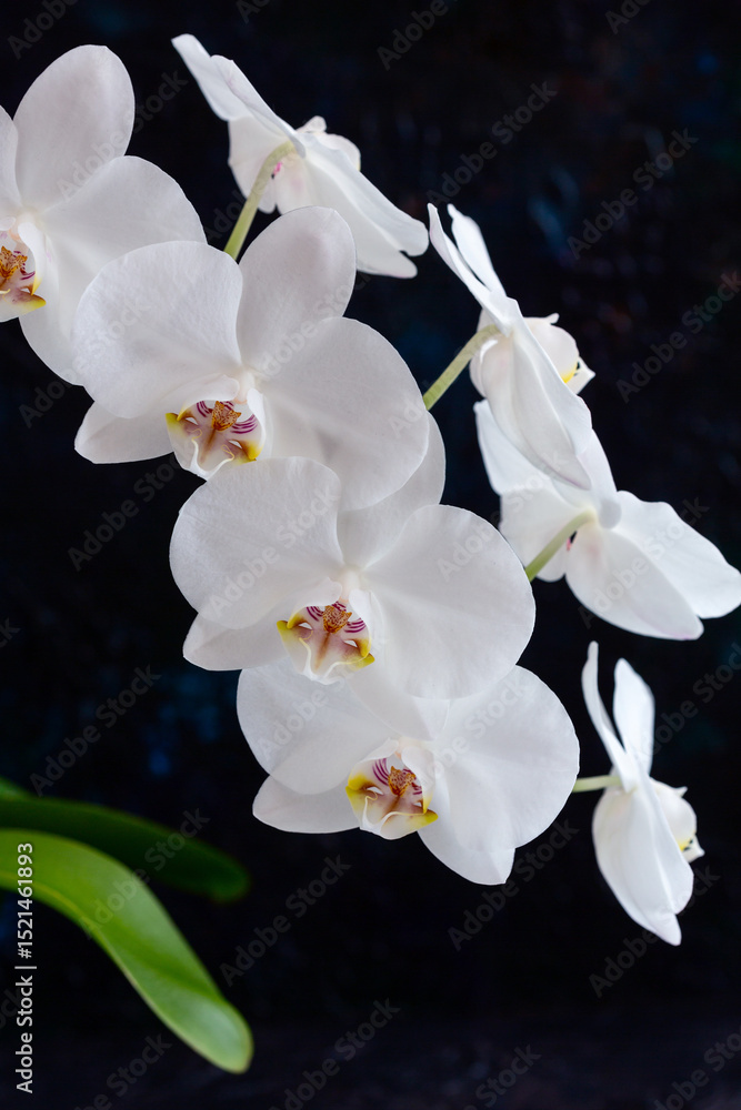Fototapeta premium Elegant White Orchids Close Up.
