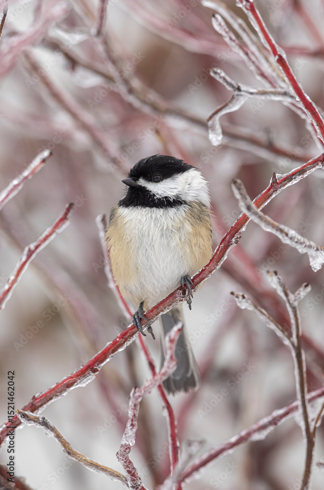 Fototapeta premium Black-capped chickadee