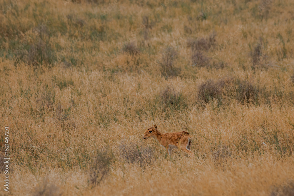 A small saiga antelope in the Kalmyk steppe is alone in a foggy field A small saiga antelope in the Kalmyk steppe is alone in a foggy field