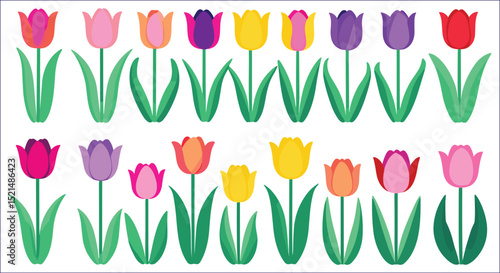 Colorful Tulip Flower Vector Pattern On White Background
