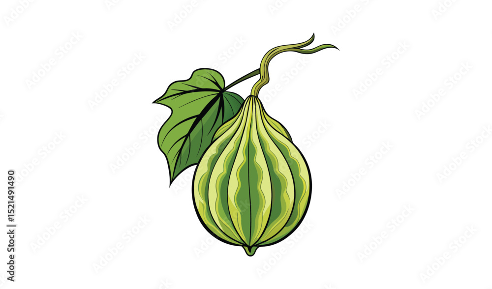 Green Gourd with Leaf, Isolated on White Background