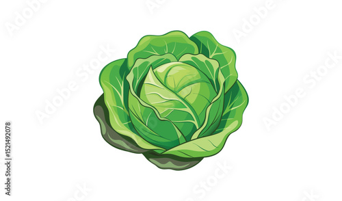Fresh green cabbage isolated on white background