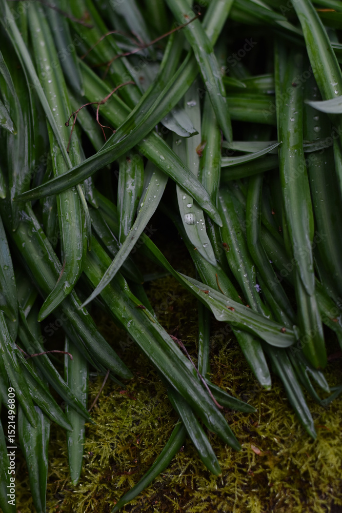 Obraz premium green leaves with dew