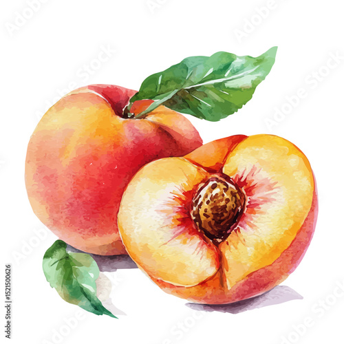 Fresh Peach, watercolor drawing vector, high quality, isolated on a white background.