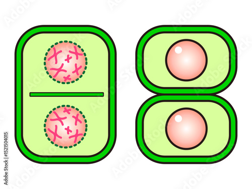 	植物の細胞分裂の図解イラスト素材