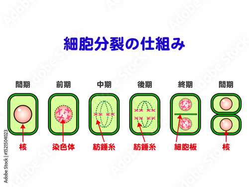 	植物の細胞分裂の仕組みの図解イラスト素材